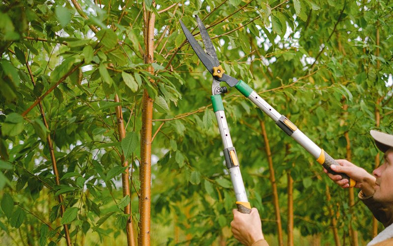 Tree trimming in Mendon, UT